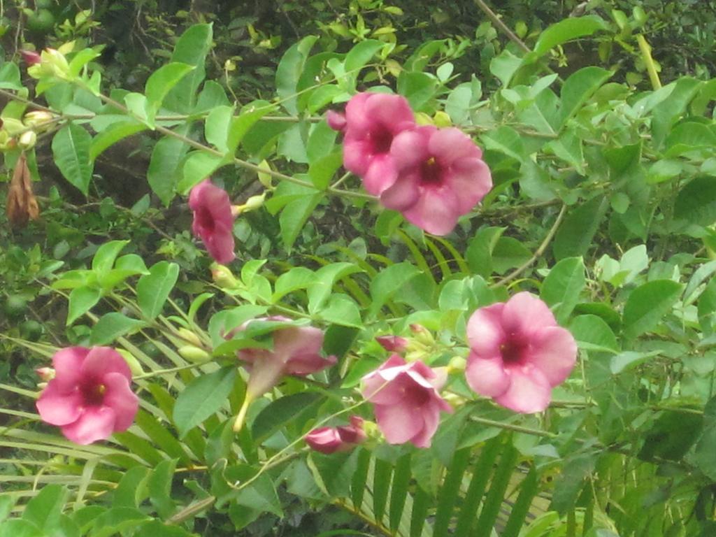 טנגלה Ranith Villa חדר תמונה
